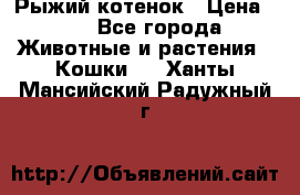 Рыжий котенок › Цена ­ 1 - Все города Животные и растения » Кошки   . Ханты-Мансийский,Радужный г.